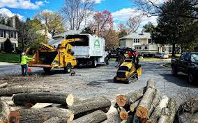 Professional  Tree Services in Sebastopol, CA