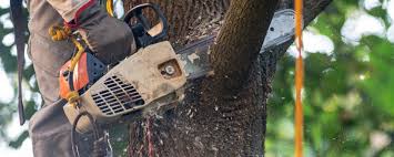 Best Storm Damage Tree Cleanup  in Sebastopol, CA