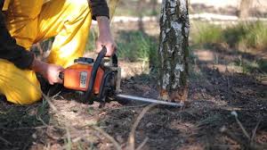 Best Stump Grinding and Removal  in Sebastopol, CA