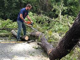 Best Seasonal Cleanup  in Sebastopol, CA