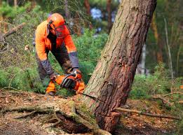 Why Choose Our Tree Removal Services in Sebastopol, CA?