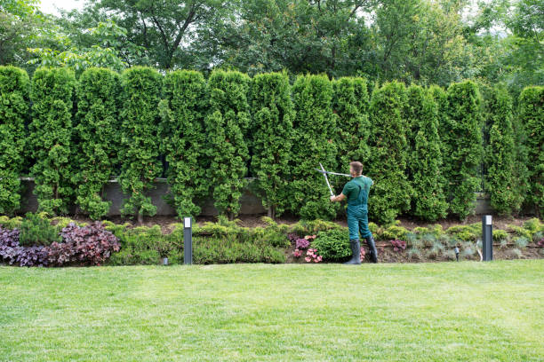 Best Arborist Consultation Services  in Sebastopol, CA