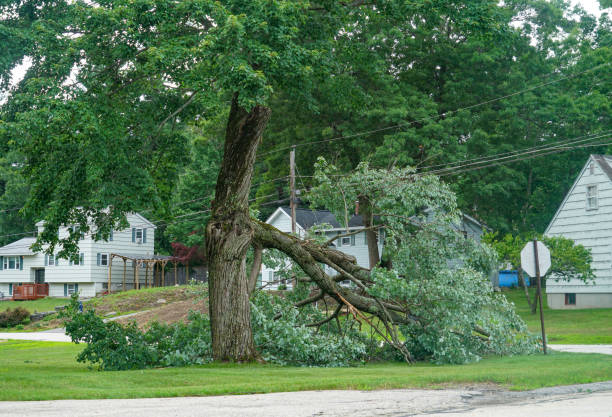 Best Emergency Tree Removal  in Sebastopol, CA