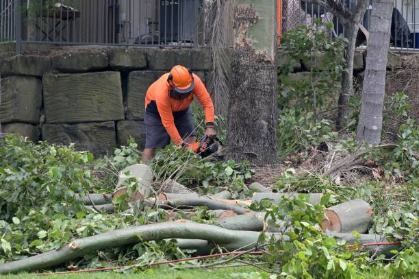 Best Leaf Removal Services  in Sebastopol, CA