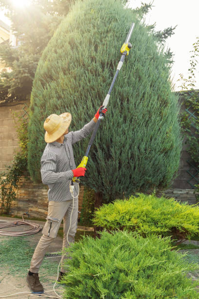 Best Lawn Seeding Services  in Sebastopol, CA