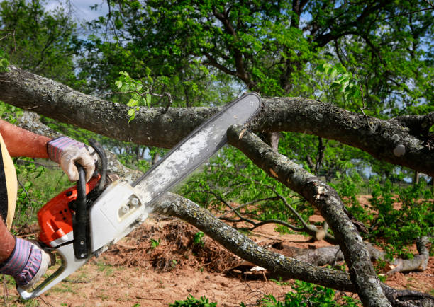 Best Tree Trimming and Pruning  in Sebastopol, CA